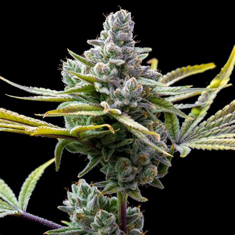 red hair sensimilla strain seeds|Mexican Red Hair Autoflower Seeds